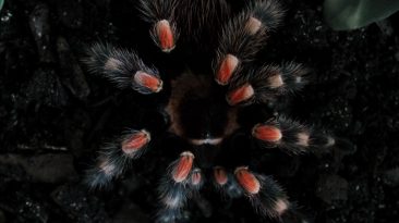 black and red tarantula