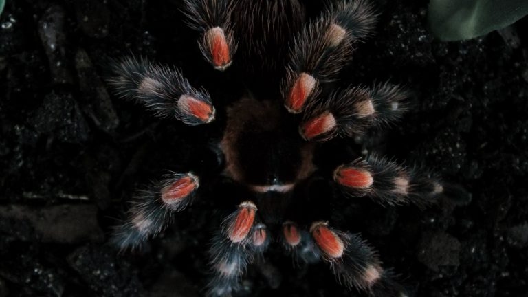 black and red tarantula
