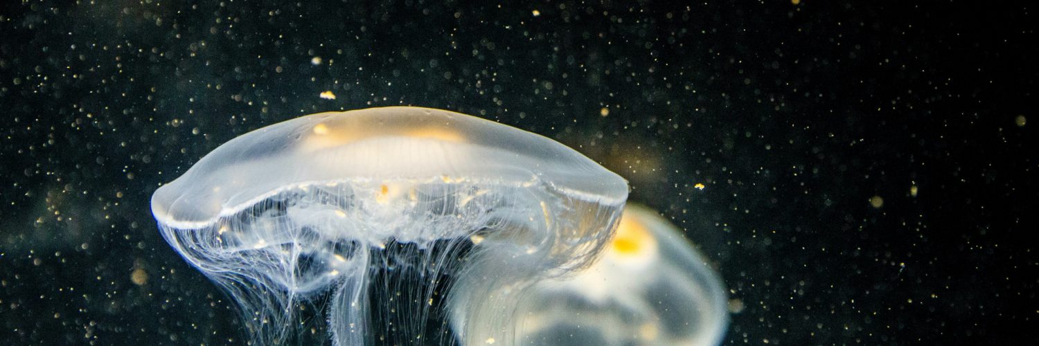 focused photography of white jellyfish