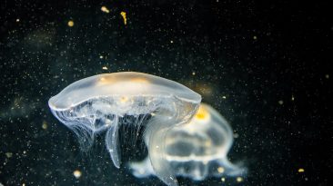 focused photography of white jellyfish