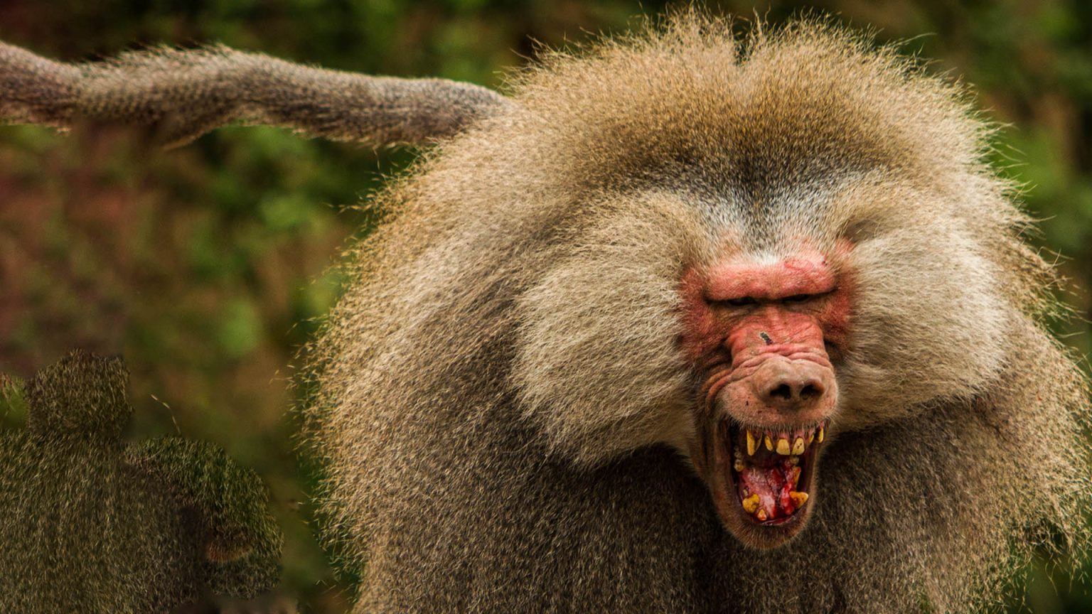 How to Survive the Top 5 Deadliest Primates | What If Show