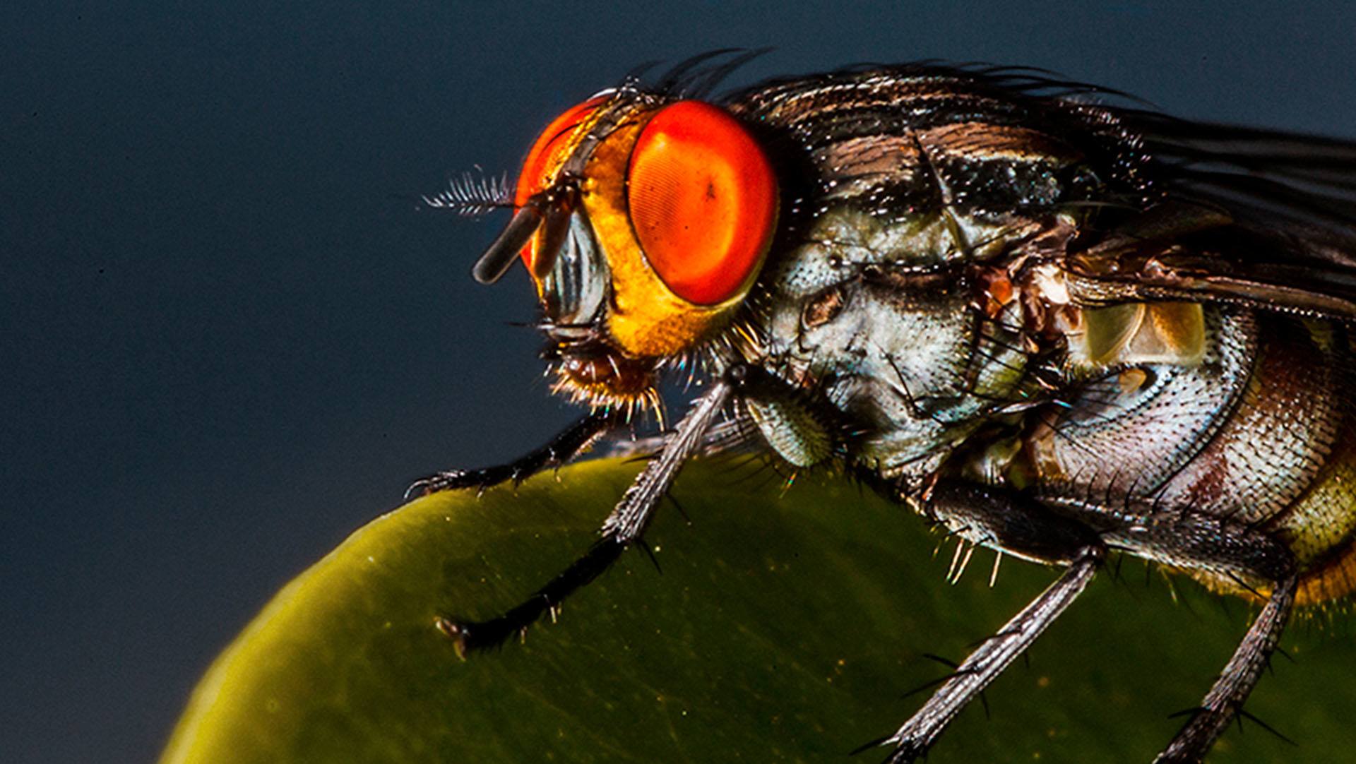 Botfly Larvae In Eye Giving Birth To A Botfly Gil Wizen