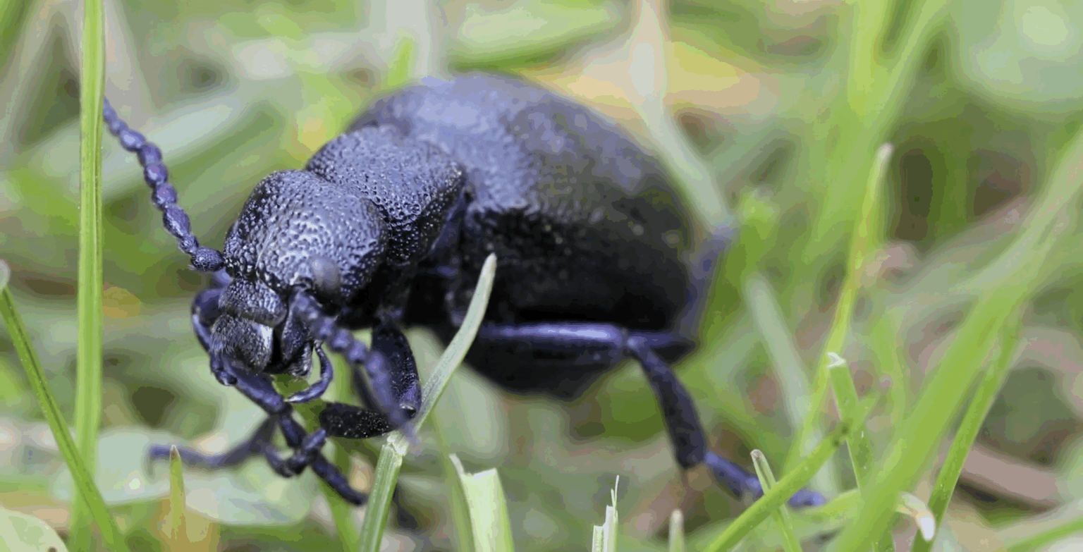 Tree Insecticide Asia Is Home to 8 Deadly Insects, and Some Are Lurking Inside Homes ...