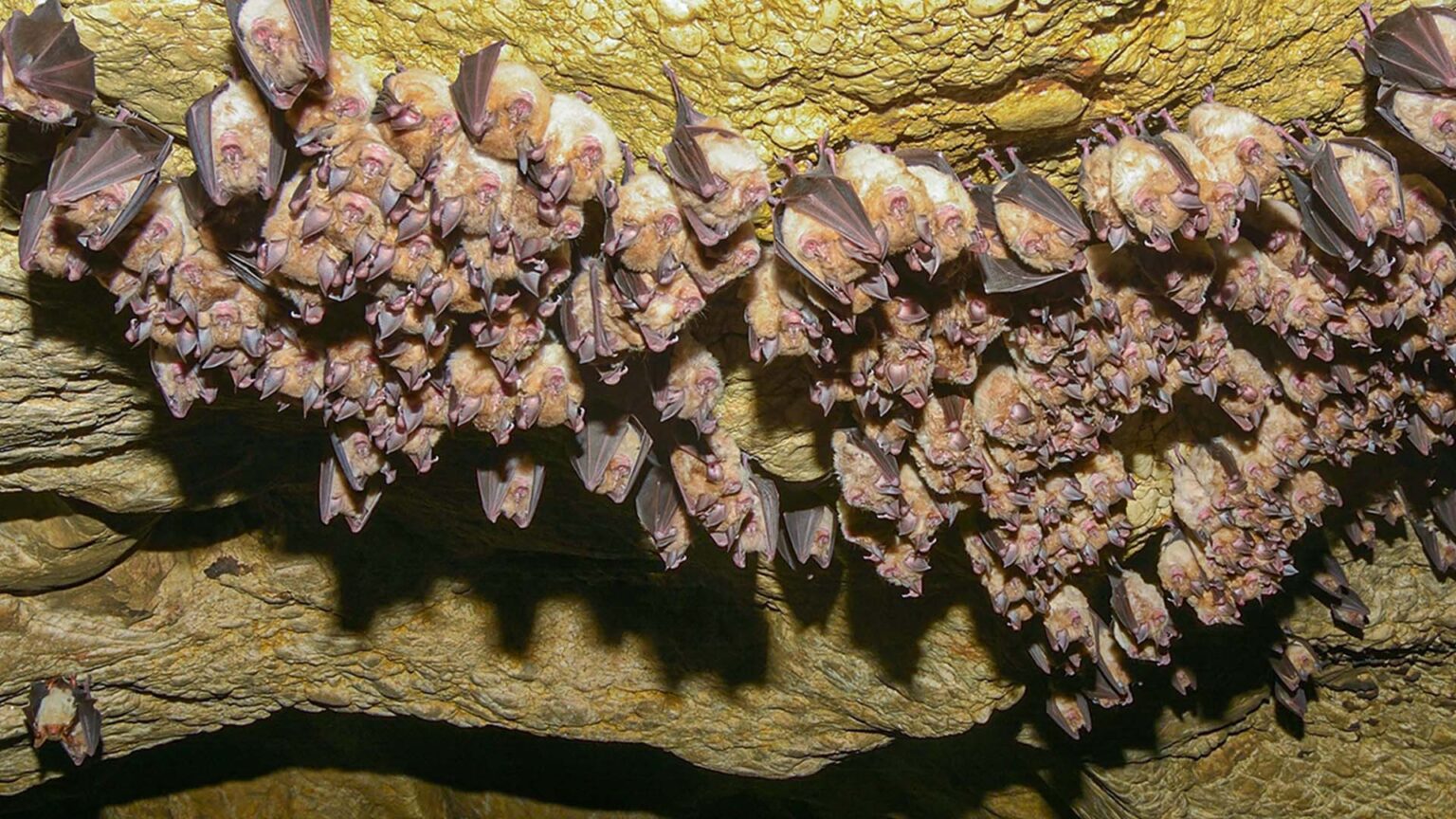 What If Bats Went Extinct Tomorrow? | What If Show