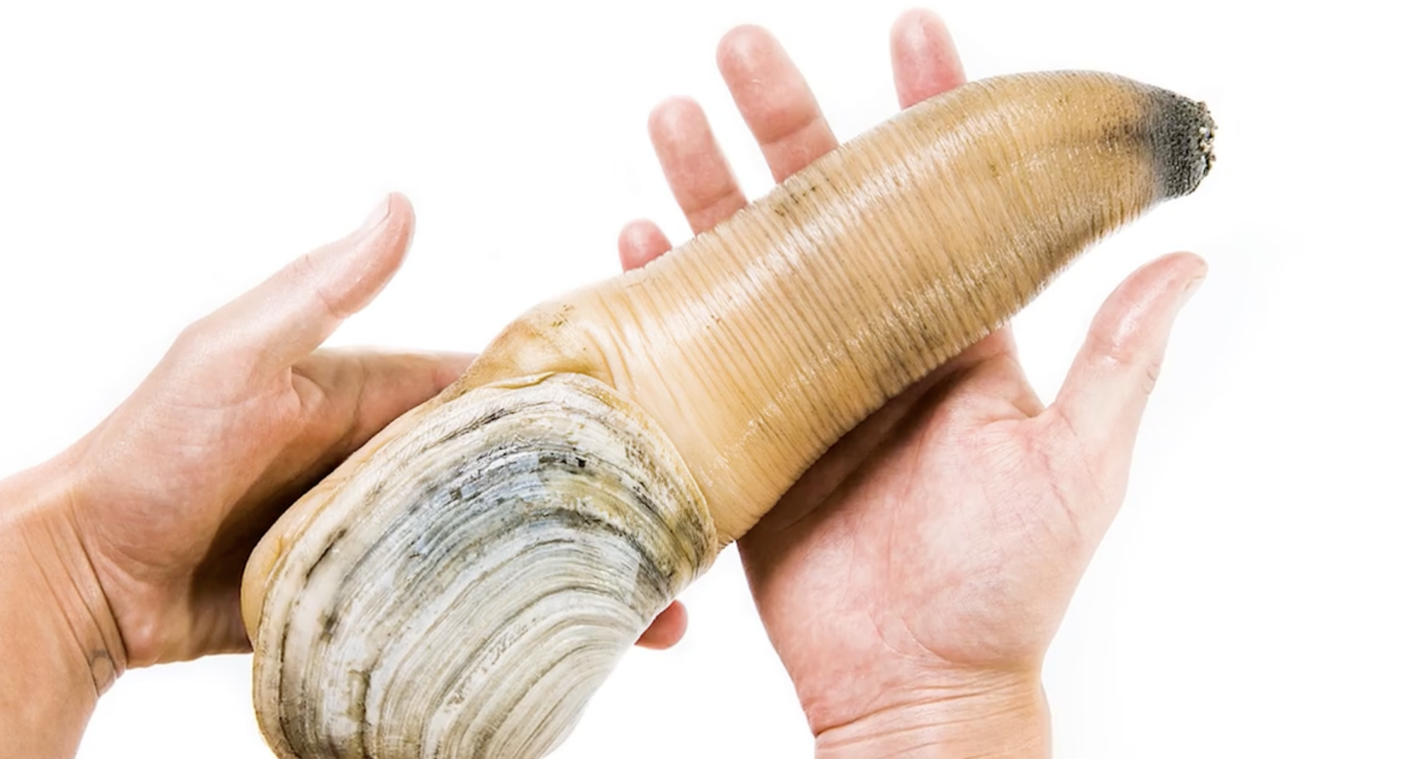 Geoduck