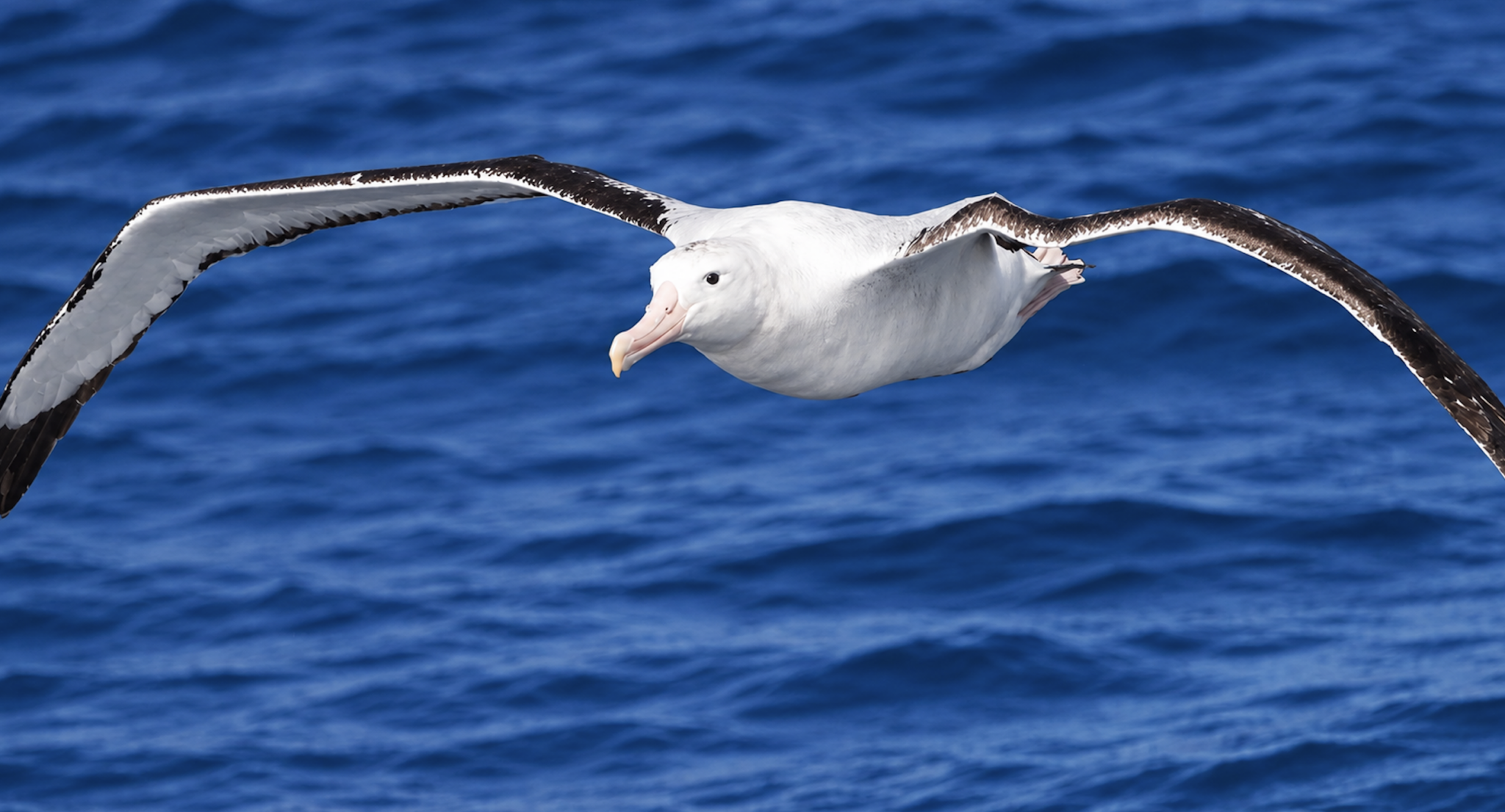 Albatross