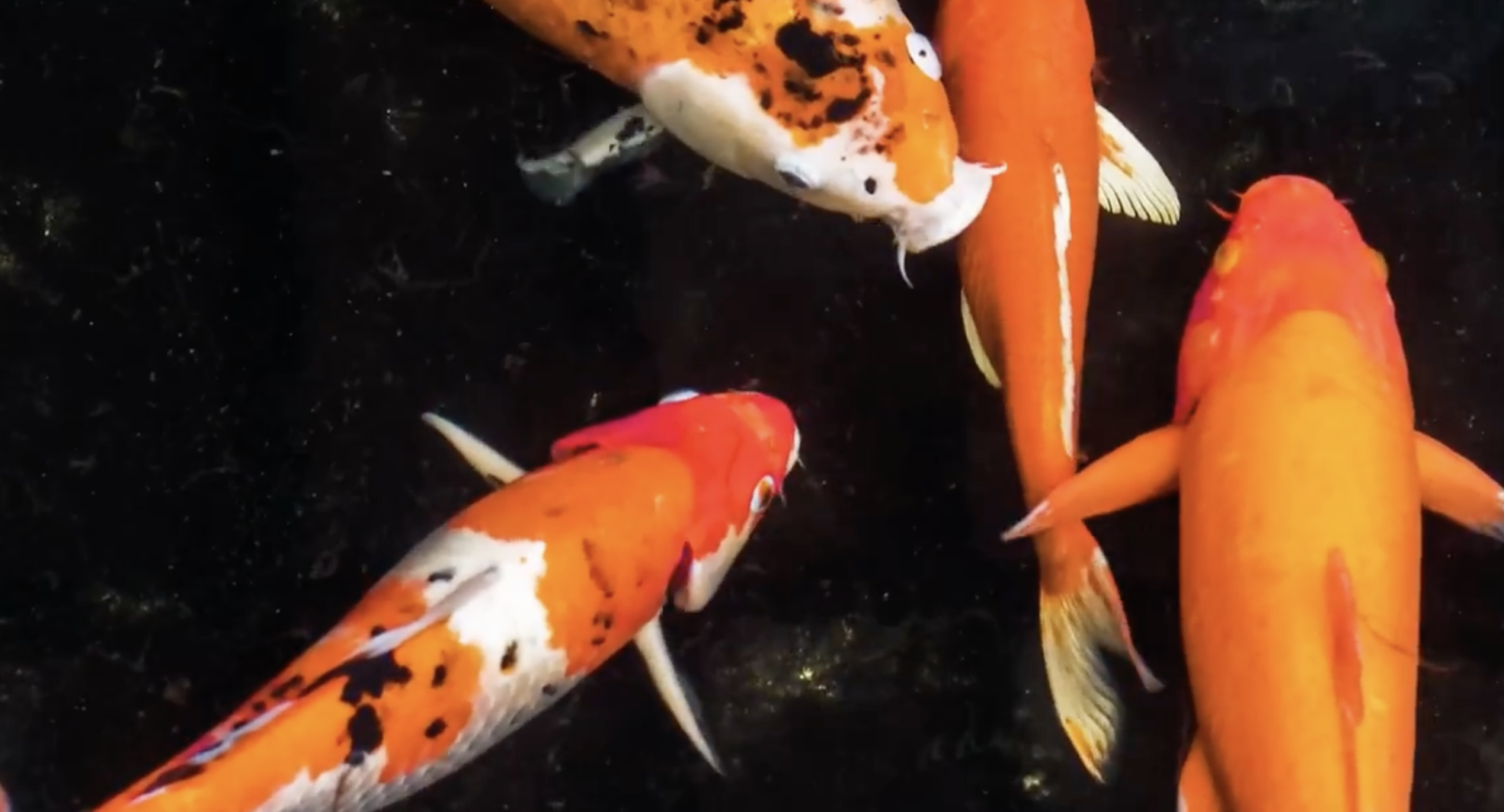 Koi