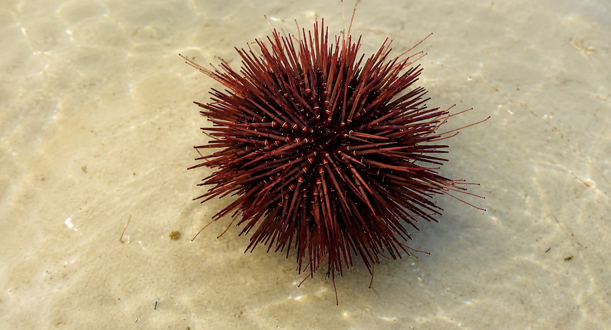 Red Sea Urchin