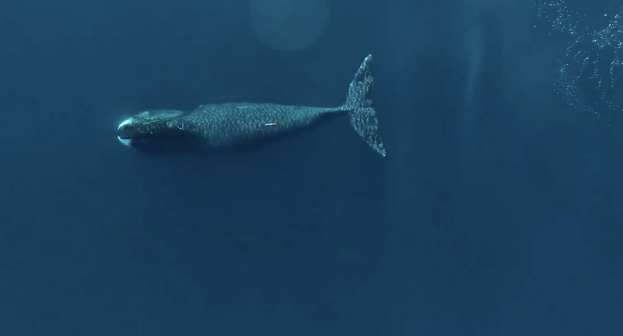 The Bowhead Whale