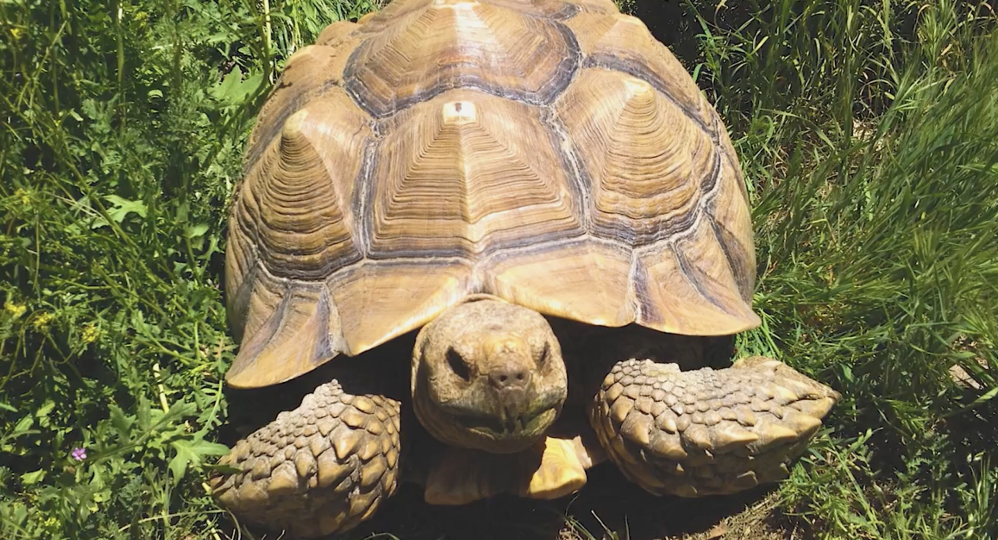 The Giant Tortoise