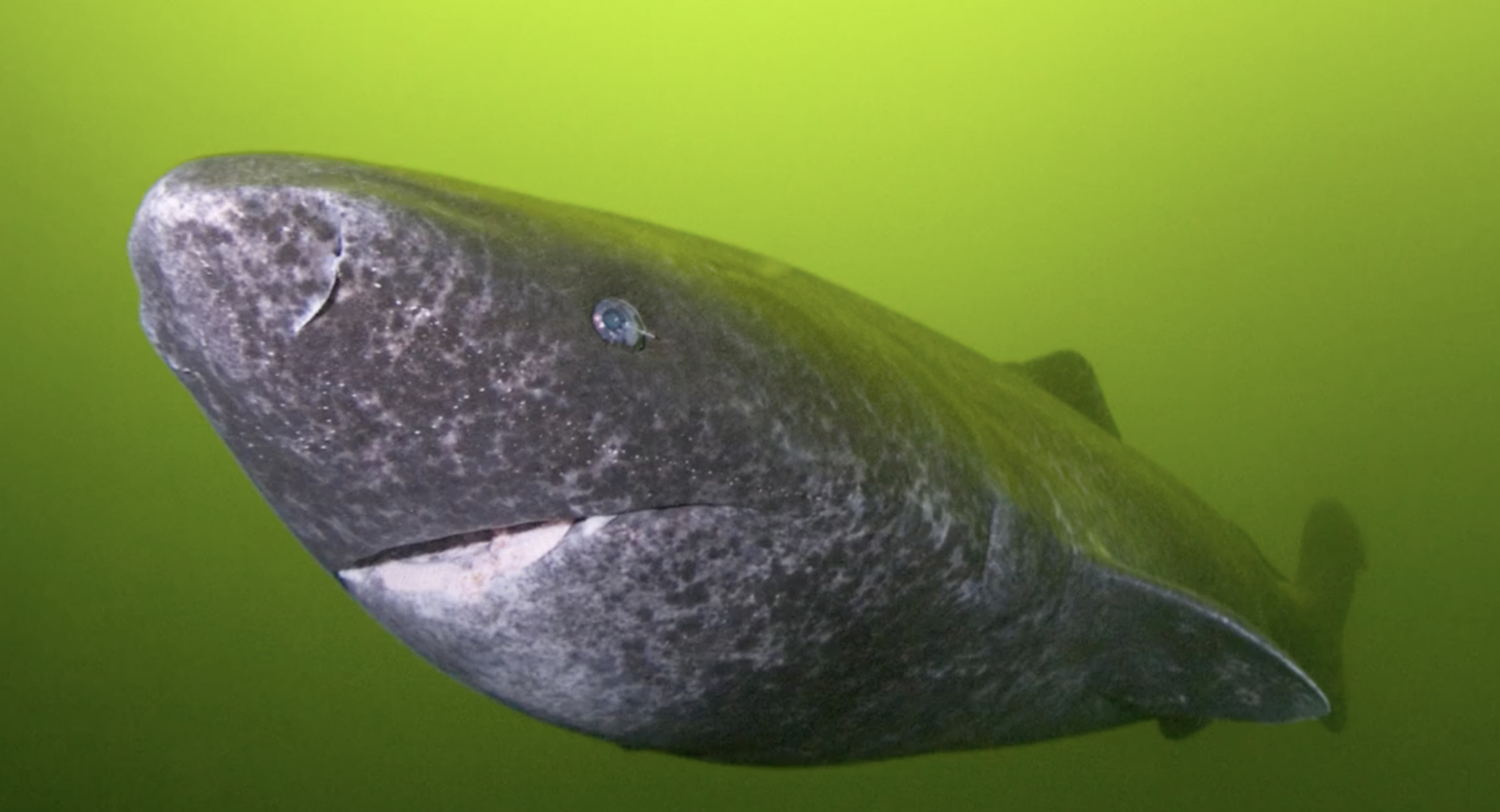 Greenland Shark