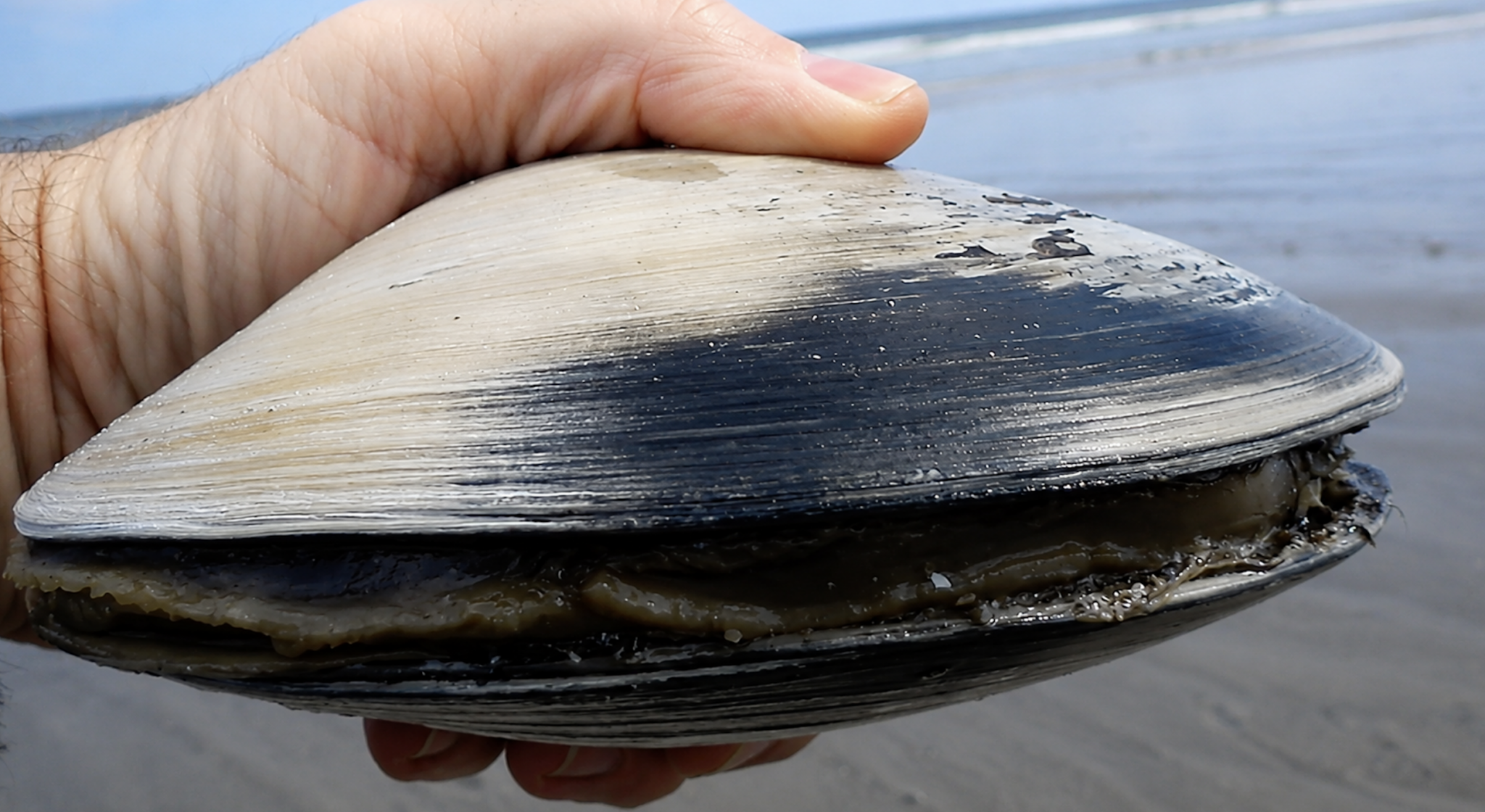 Ocean Quahog