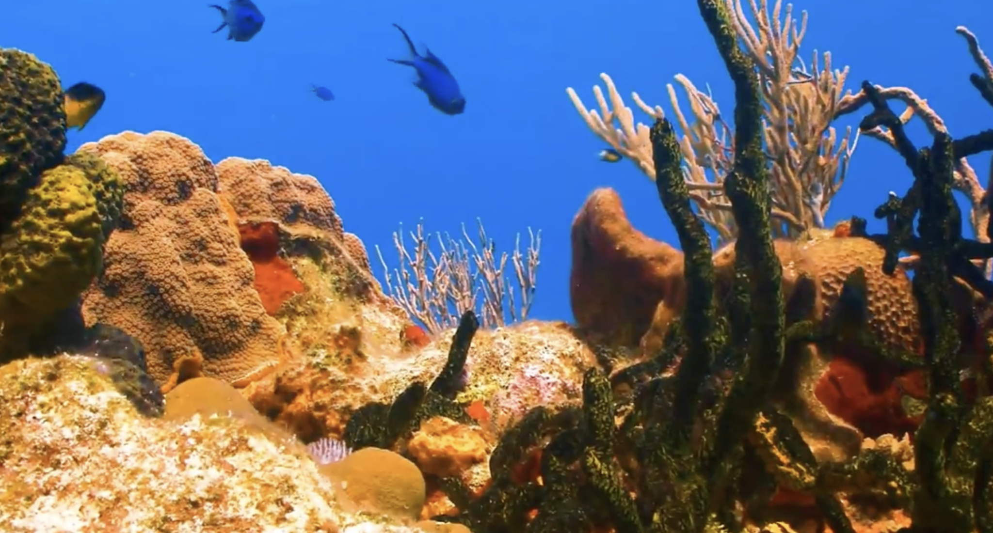 Sponges and Corals