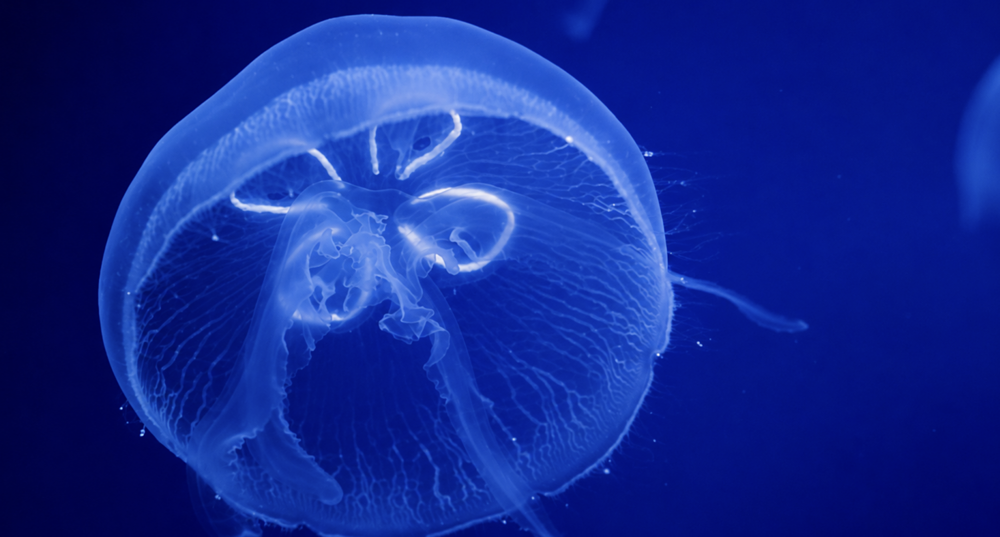 The Immortal Jellyfish