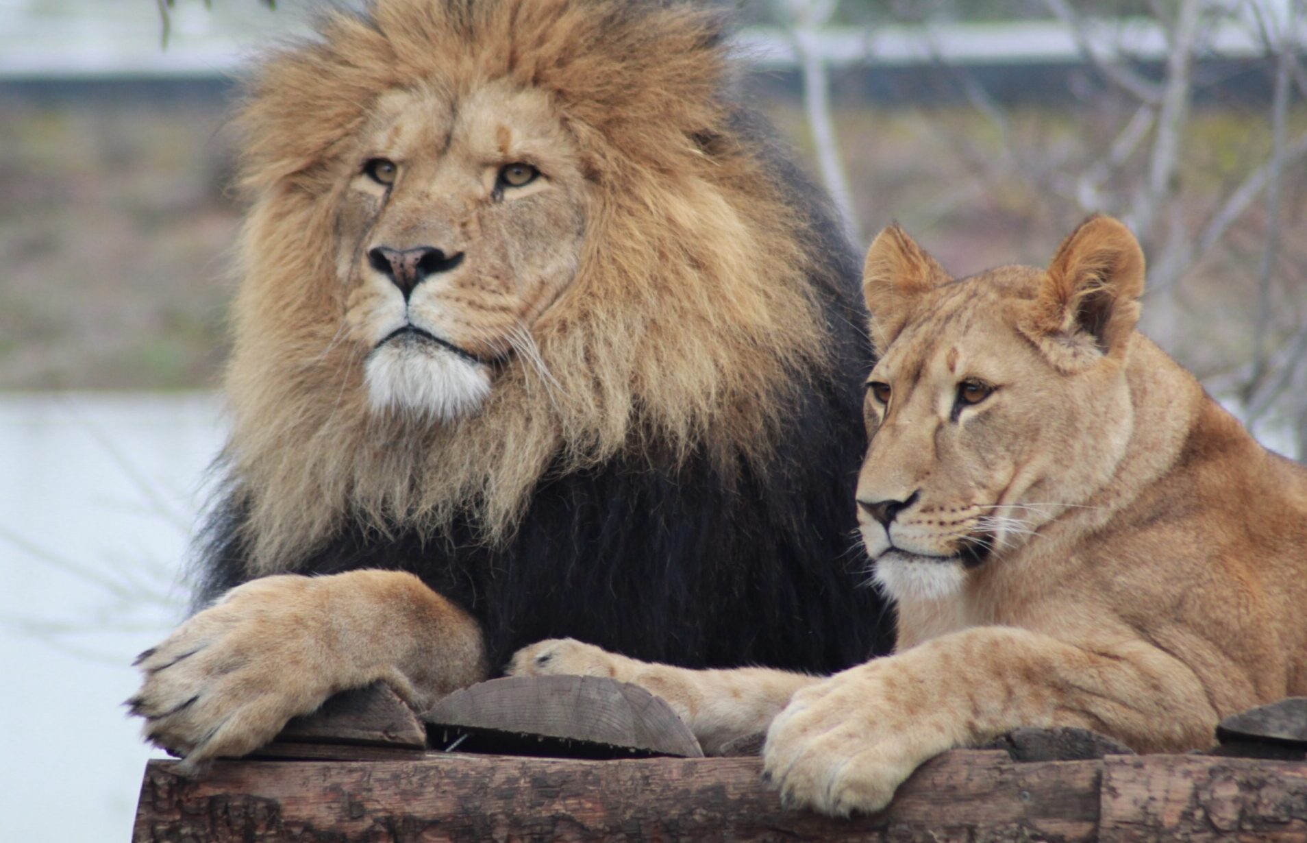 she-rolled-down-her-safari-window-for-a-photo-seconds-later-a-lion