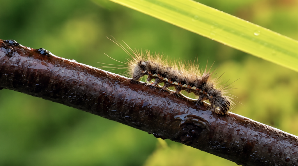 Browntail Moth