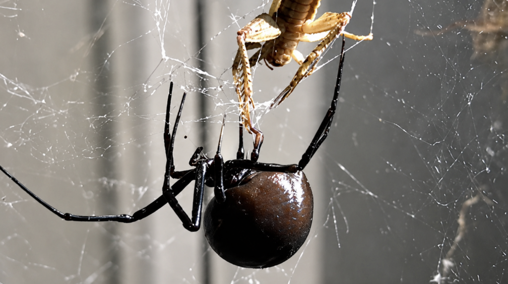 Black Widow Spider