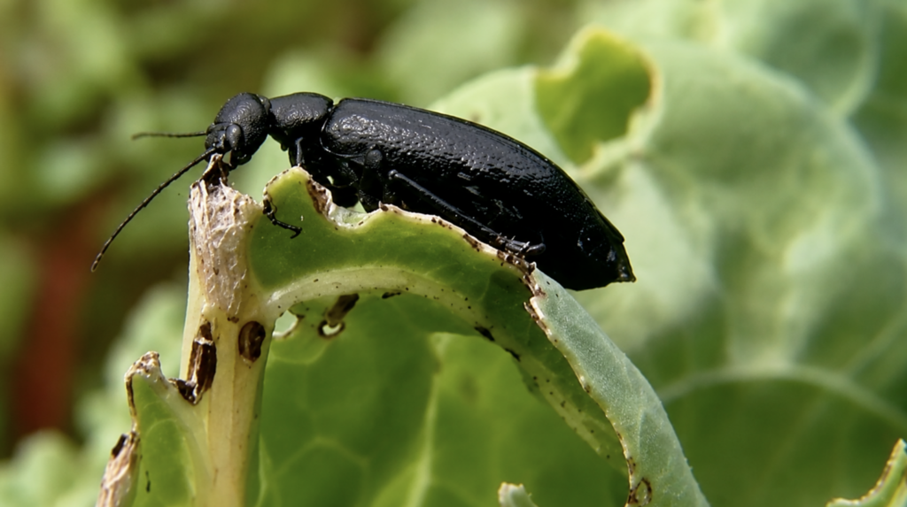 Blister Beetles