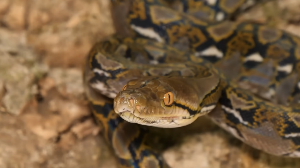 Reticulated Python