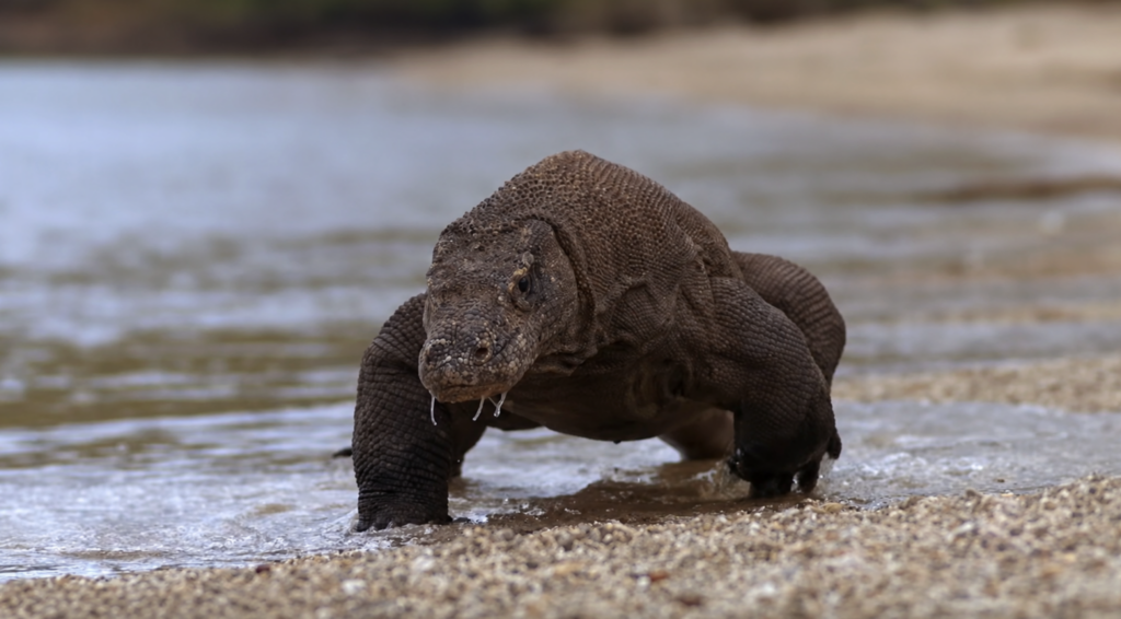 Komodo Dragon