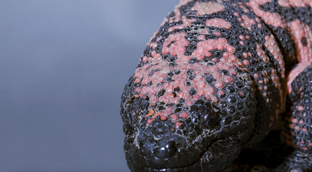 Gila Monster